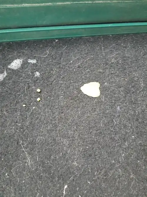 求助有呕吐物图慎入猫咪早上突然呕吐拉稀