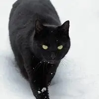 诡异的黑猫头像 诡异恐怖黑猫头像_微信头像图片大全