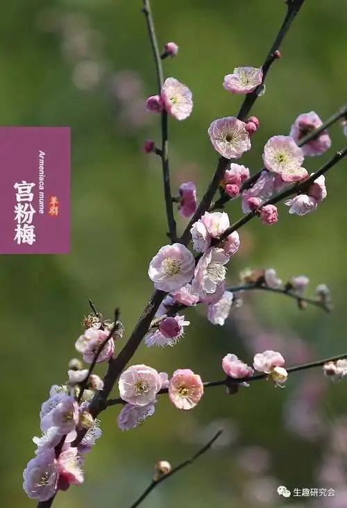 2,看花人手记——只留清气满乾坤:梅花品种图鉴