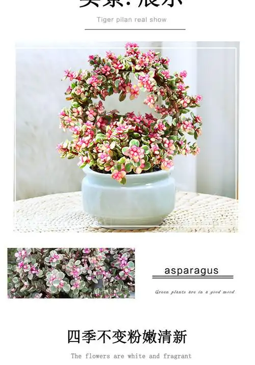 雅乐之舞金枝玉叶花篮盆栽多肉植物稀有品种老桩造型室内阳台好养健