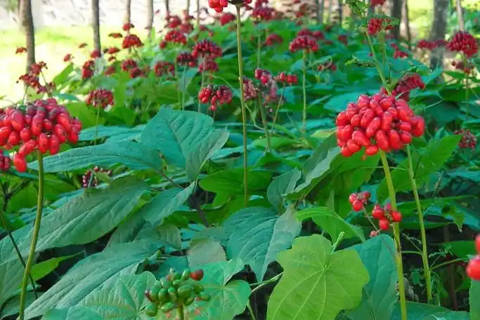 西洋参为喜荫植物,在没有阳光直射的区域生长好,因此林下还要保留一些