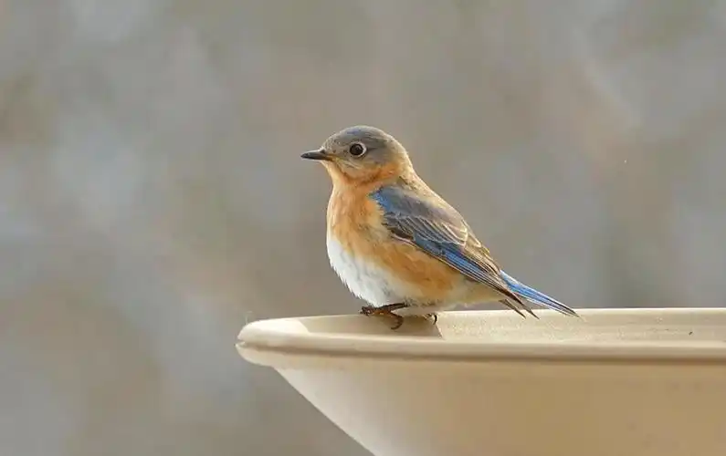 灰色和棕色麻雀鸟,蓝鸟高清壁纸