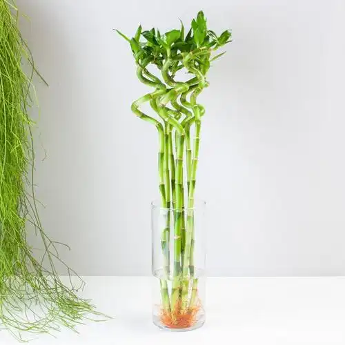 转运竹叶子发黄是什么原因,怎么办