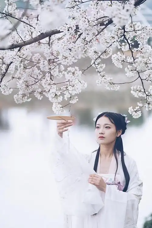 樱花开了偷拍了几张古风少女