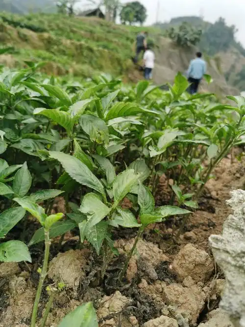 板蓝根种植(板蓝根种植注意事项)