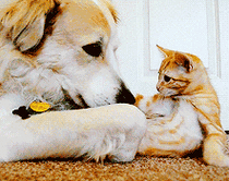 有个非常粘人的女朋友是什么体验