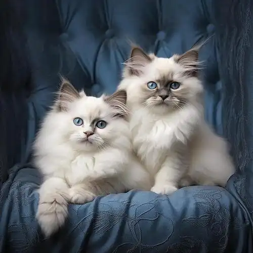 布偶猫多少钱一只及其养护知识