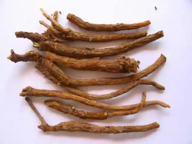 黄芩功效与作用