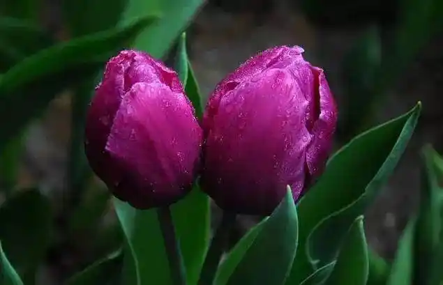 美丽漂亮夫妻花,成双成对!