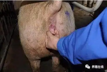 如何鉴别母猪发情时间的判断影响产仔数