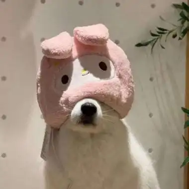 搞笑动物头像笑死人 高清搞怪逗比小动物头像