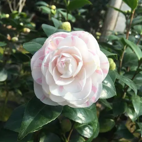 茶花十八学士盆栽名贵正品白底粉色红色树苗时令草本花卉