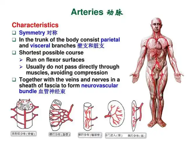 系统解剖 动脉 英文版.arteryppt