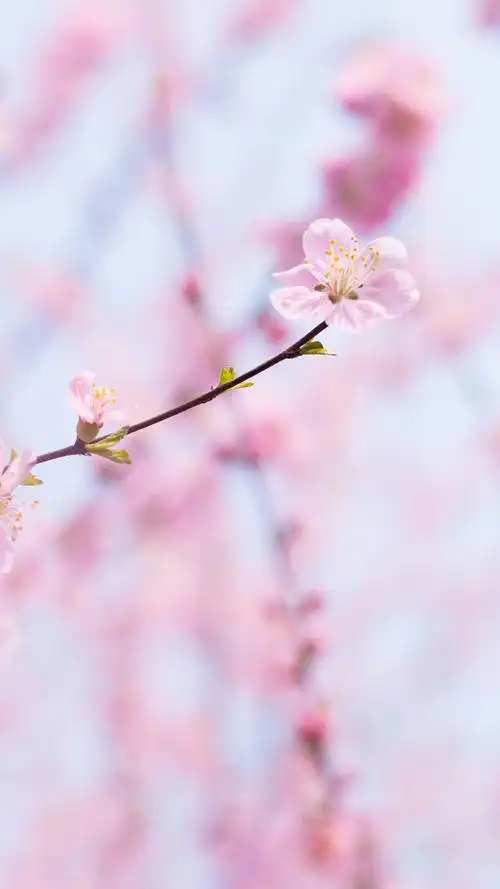 桃花|摄影|风光摄影|景致唯美_原创作品-站酷(zcool)