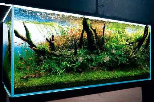 120公分沉木草缸造景:以红绿对比强调水草顽强的生命力