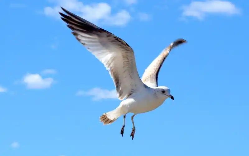 翱翔的海鸥图片壁纸