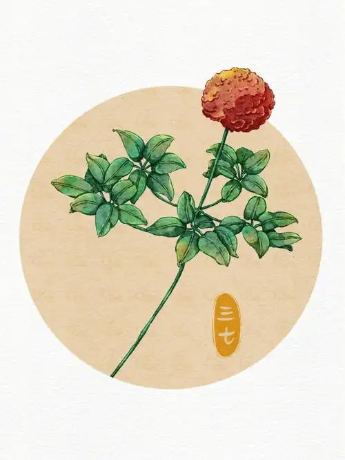 ipad水彩绘画三七药用植物篇