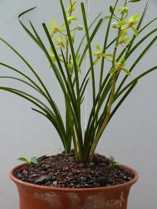 我喜欢的一盆蕙兰花-爱心公益-中国兰花交易网社区