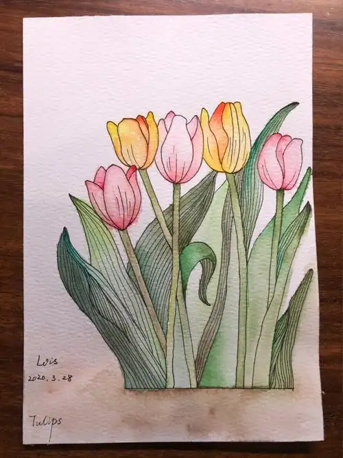 水彩初学者春季の郁金香临摹