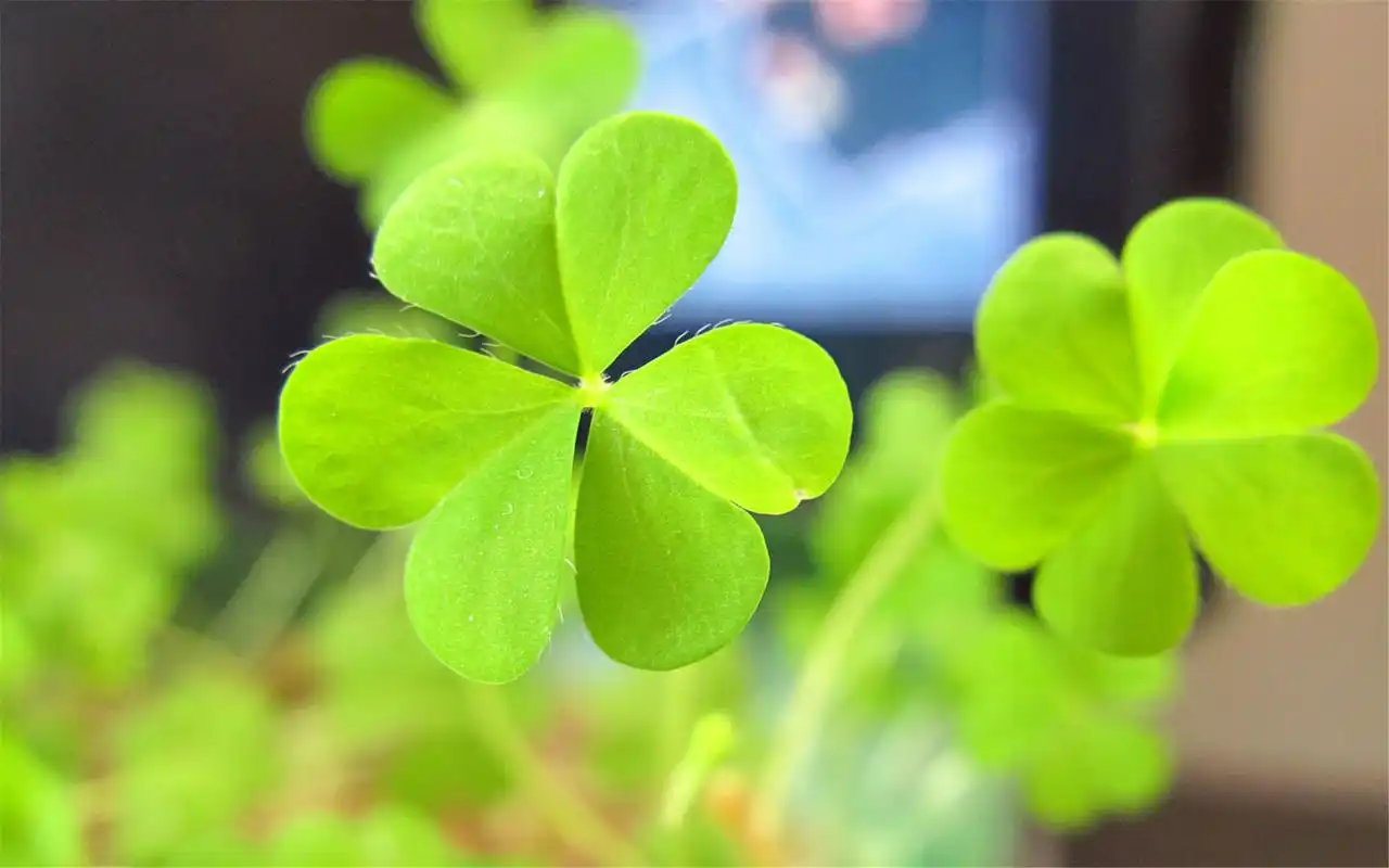 小清新唯美四叶草高清桌面壁纸