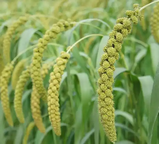黍是什么农作物 | 益农网