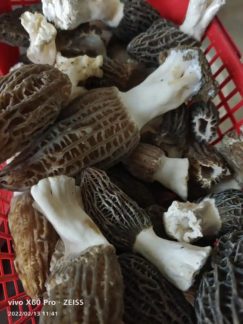 新鲜羊肚菌出炉啦!