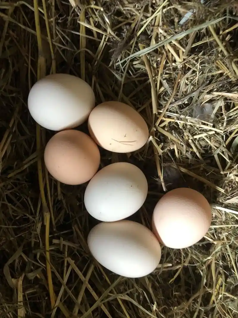 第一窝母鸡孵蛋出小鸡了