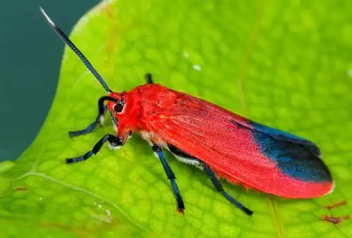 这是个啥虫子?身上还有橘红色的毛