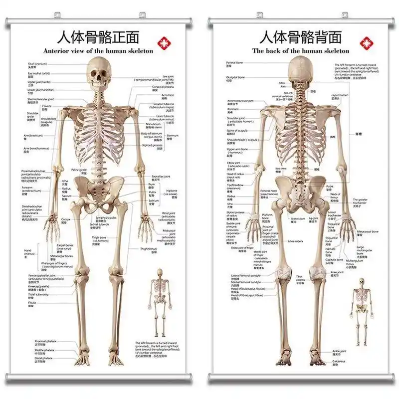 解刨学 骨按形态可分为:长骨,短骨,扁骨,不规则骨解剖学重点 	 骨按