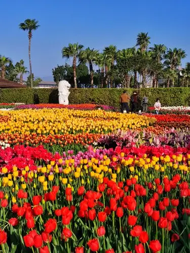 厦门园博苑郁金香花展