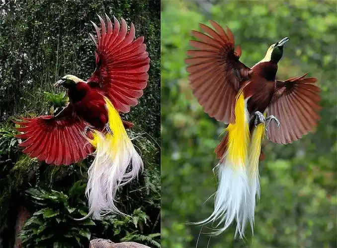 原创为了繁衍后代美丽的极乐鸟精心打扫舞台展示漂亮的羽毛和舞姿