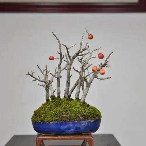 盆景日本中国记忆石楠小品果类微型进口现货绿植