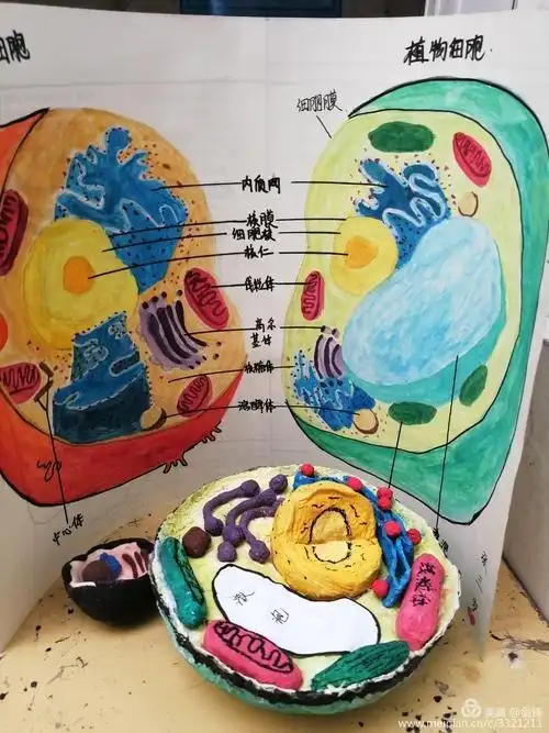 细胞器粘土模型