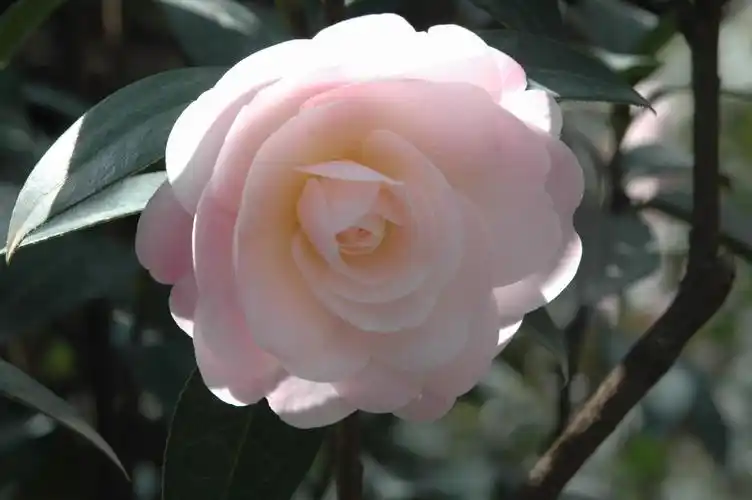 童子面:原名银红菊瓣.一种茶花.