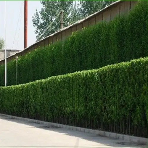 大叶北海道黄杨苗围墙篱笆植物冬青树苗耐寒庭院绿篱树苗