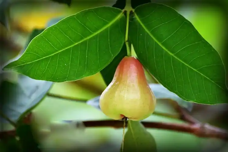 从三亜万科回沈阳之前拍了几张,今年莲雾树果子结的特别多,菠萝蜜果也