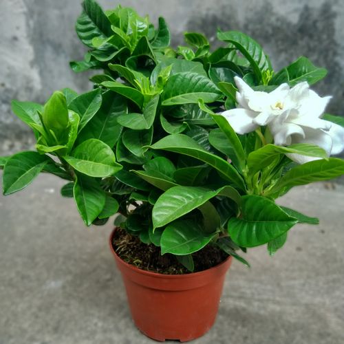 小叶栀子花盆栽浓香花卉室内带花苞阳台水培绿植大叶牡丹栀子好养