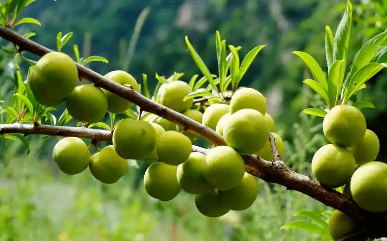 【散文】夏日的庄稼花(外二章)‖贾海_夏天_家乡_父老乡亲