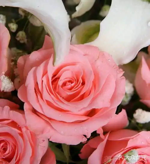 [横岗] 浪漫花屋