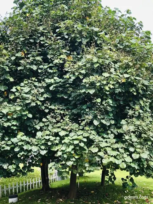 黄槿树电白叫榄麻树粤西沿海地区最常见的一种树木