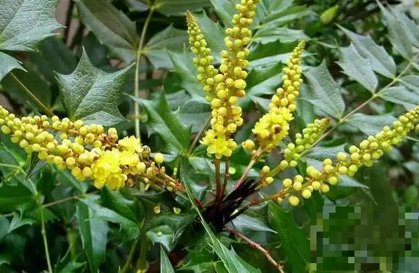 刺黄柏是一种野生植物,这种植物在自然界中有多个不同的名字,像木黄连