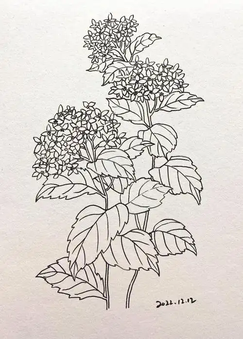 绣球花画画练习day40附过程