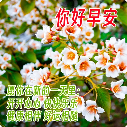 早上好唯美祝福表情图片精选,最新早上好祝福问候短信_生活_友谊_心情