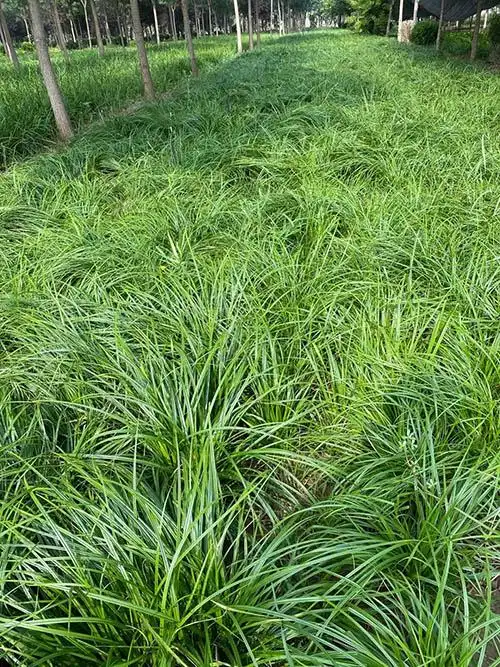 青绿苔草的种植繁殖技术
