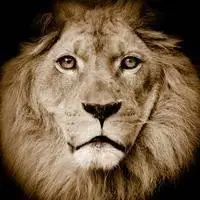霸气狮子正面头像_微信头像图片大全