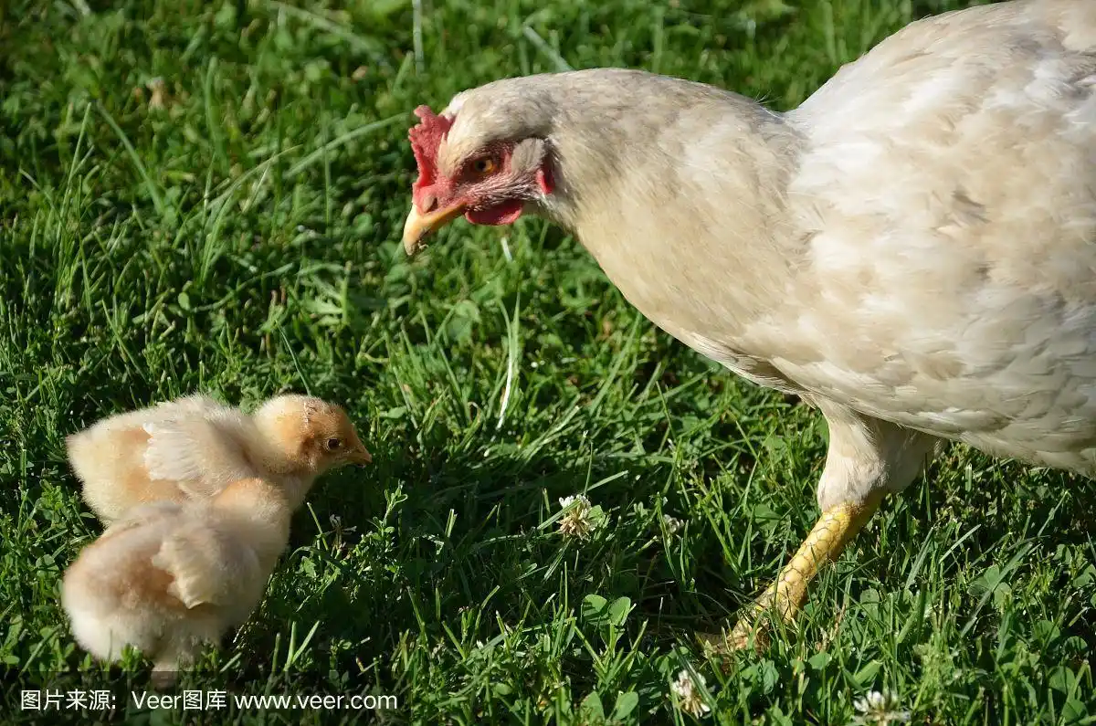 带小鸡的白色孵蛋母鸡