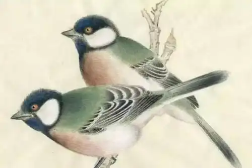 鸟类教程——大山雀,斑鸠工笔国画步骤