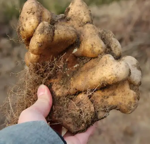 野山药:长在地下两三米处,运气好一天挖十来斤,25元1斤难买到