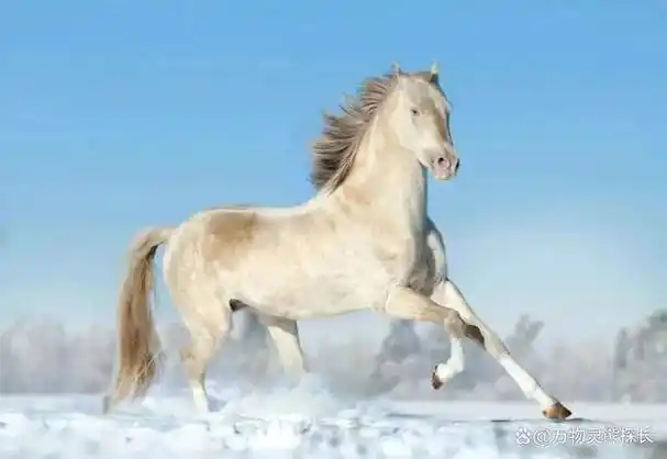 古代汗血宝马,赤兔马,现在都叫什么名字?马到底有多少种分类?