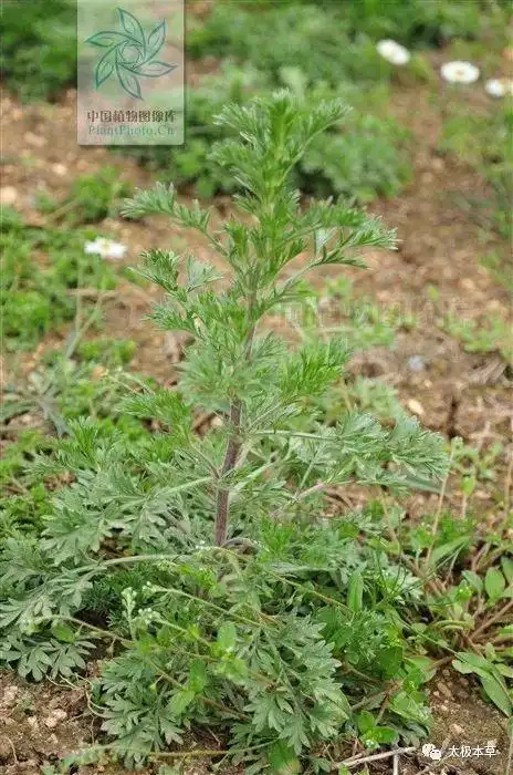 茵陈板蓝根等治疗小儿肝炎-花瓣养生-花瓣饮食养生-花瓣养生功效-花瓣